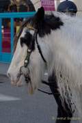 d170312-113401-600-100-st_patricks_day
