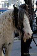d170312-113419-100-100-st_patricks_day