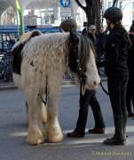 d170312-113426-200-100-st_patricks_day