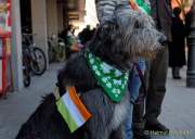 d170312-113607-700-100-st_patricks_day