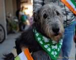 d170312-113638-100-100-st_patricks_day