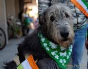 d170312-113638-100-100-st_patricks_day