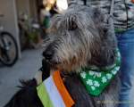 d170312-113645-000-100-st_patricks_day