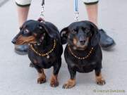 d170312-113751-100-100-st_patricks_day