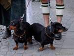 d170312-113912-300-100-st_patricks_day