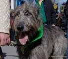 d190317-120503-810-100-st_patricks_day