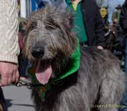 d190317-120503-810-100-st_patricks_day