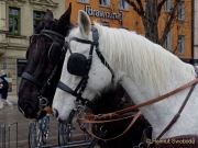 St. Patricks Day München 2023 - Parade