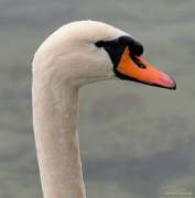 d131101-16163820-100-starnberg