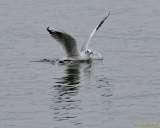 d131101-16331760-100-starnberg