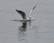 d131101-16331760-100-starnberg