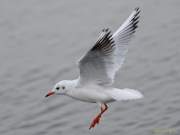 d131101-17094220-100-starnberg