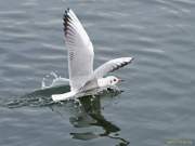 d131101-17140530-100-starnberg