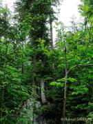 d200607-102059-091-100-tatzelwurm_wasserfaelle