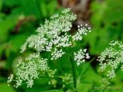 d200607-102556-098-100-tatzelwurm_wasserfaelle