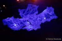 d181108-105528-040-100-tollwood_programm-pk