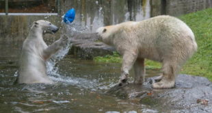 Hellabrunn: Vorstellung der neuen Eisbären-Weibchen-Gruppe