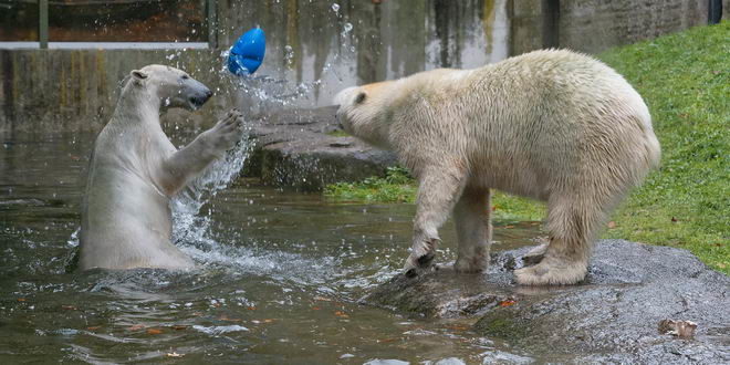 Hellabrunn: Vorstellung der neuen Eisbären-Weibchen-Gruppe