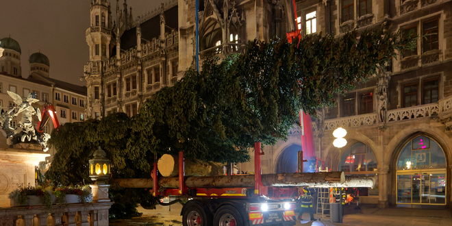 Christbaum für München