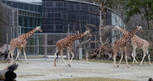 Tierparkbesuch in der Corona-Pandemie