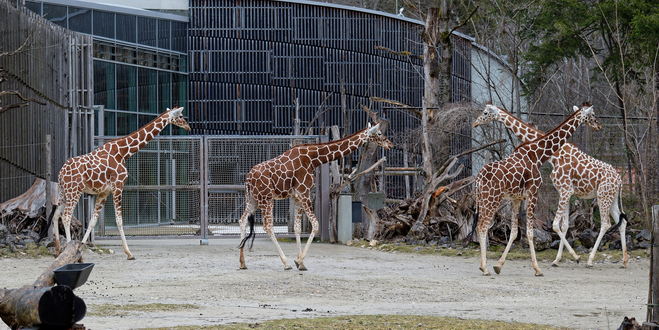 Tierparkbesuch in der Corona-Pandemie