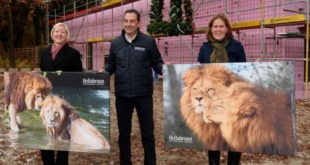 Hellabrunn - Richtfest der neuen Löwenanlage