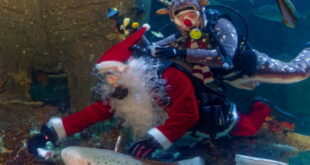 SEA LIFE 2025 - Ein Rentier im Ozean