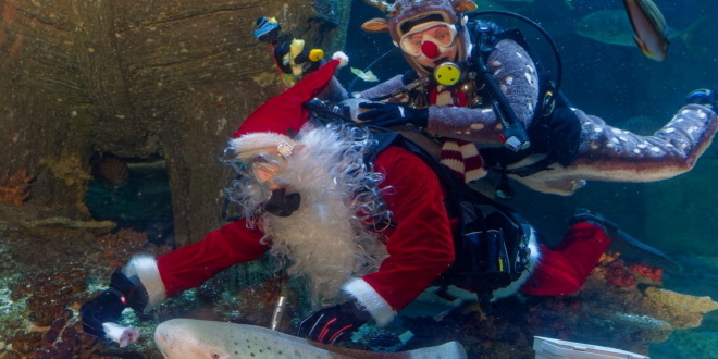 SEA LIFE 2025 - Ein Rentier im Ozean