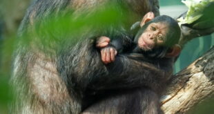 Hellabrunn am 28.4.2026