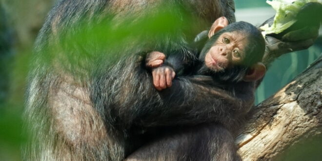 Hellabrunn am 28.4.2026