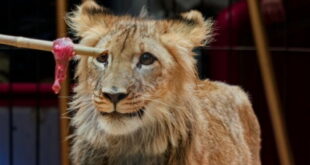 Circus Krone - Apr. 2026 - ommentierten Tierproben