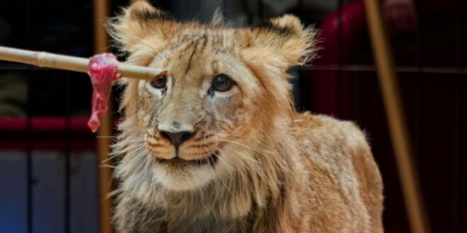 Circus Krone - Apr. 2026 - ommentierten Tierproben